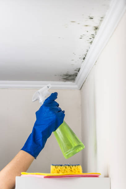 Best Certified Mold Removal  in USA